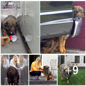 image dog