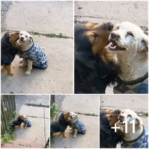 image dog