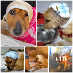 image dog