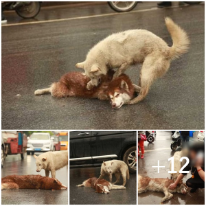 image dog