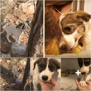 image dog