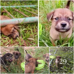 image dog