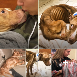 image dog