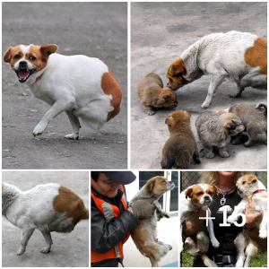 image dog