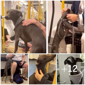 image dog