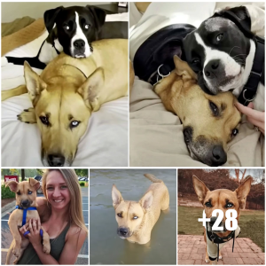 image dog