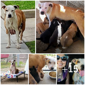 image dog