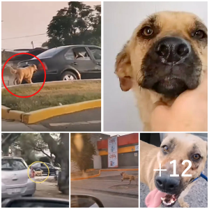 image dog