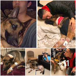 image dog