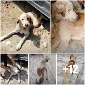 image dog