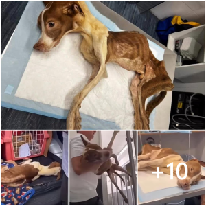 image dog