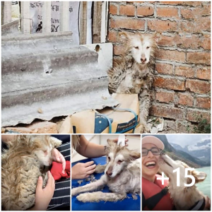 image dog