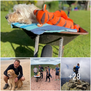 image dog