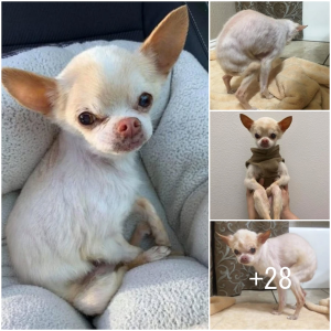 image dog