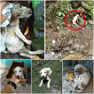 image dog