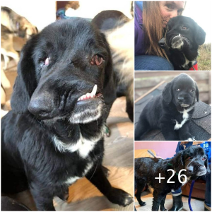 image dog