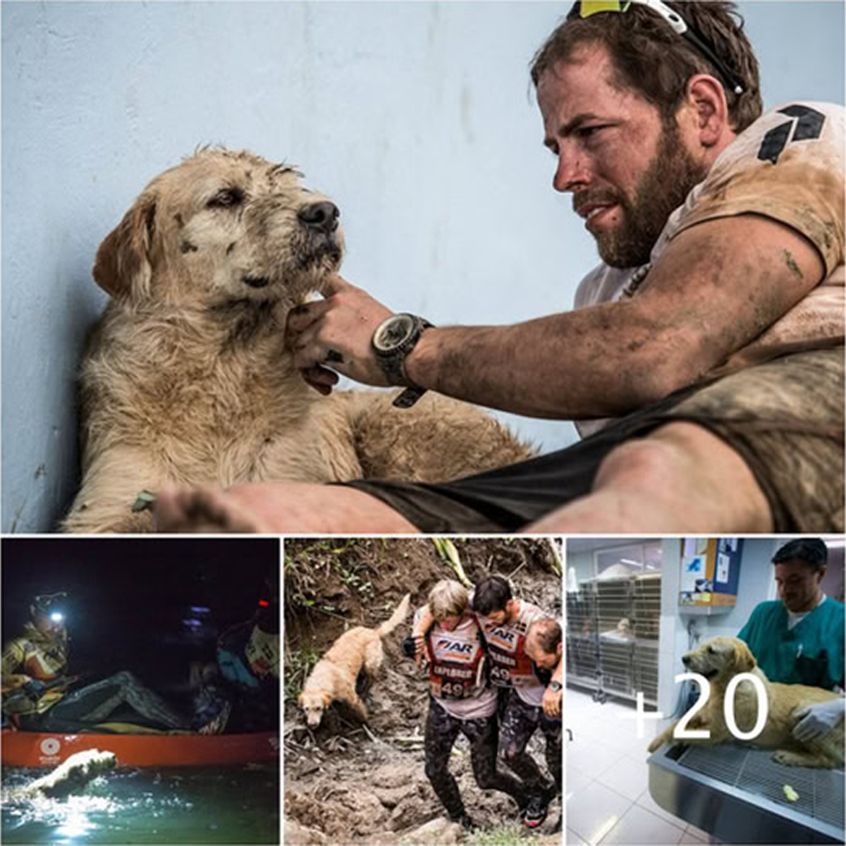 A devoted dog remains by the side of his dying horse companion ...