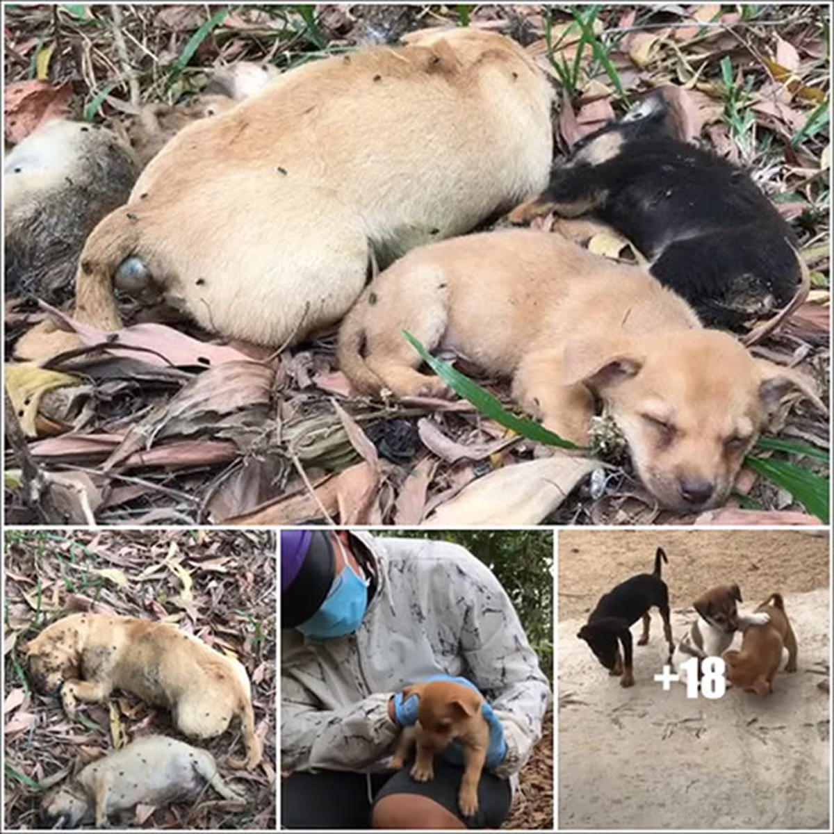 She’s dying, yet still protecting her puppies — this brave mother dog ...