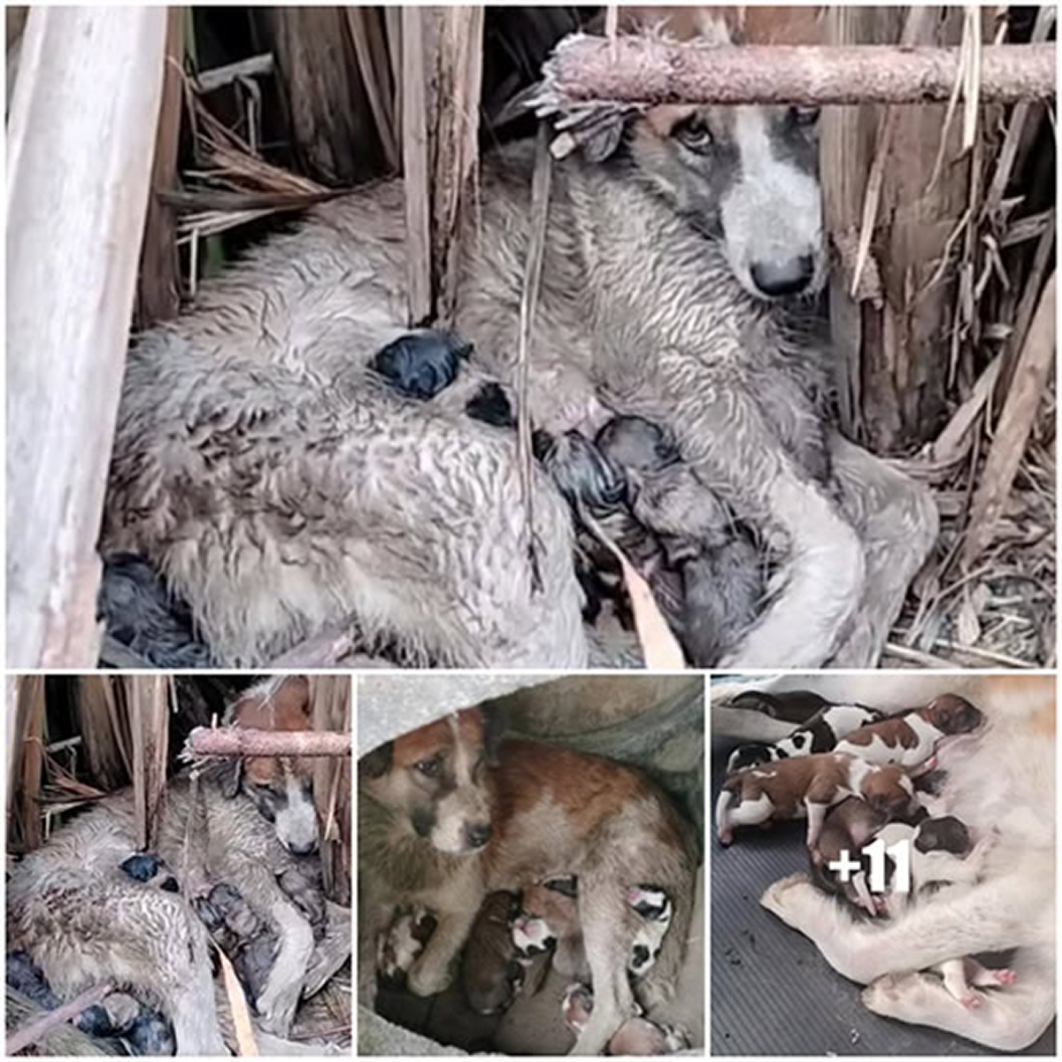 She Fights On: Brave Mother Dog Defies All Odds to Protect Her Puppies.dvh